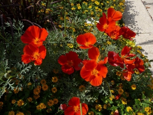 Eschscholzia californica 'Red Chief'